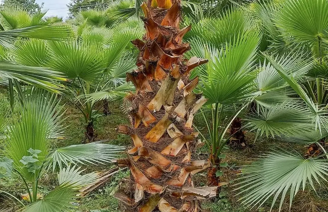 Washingtonia palm in chilkana bagwani nursery in saharanpur wholesale plant supplier