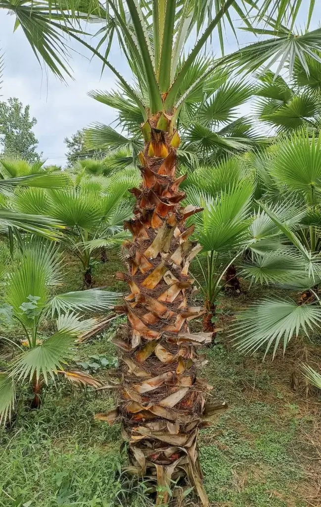 Washingtonia palm in chilkana bagwani nursery in saharanpur wholesale plant supplier
