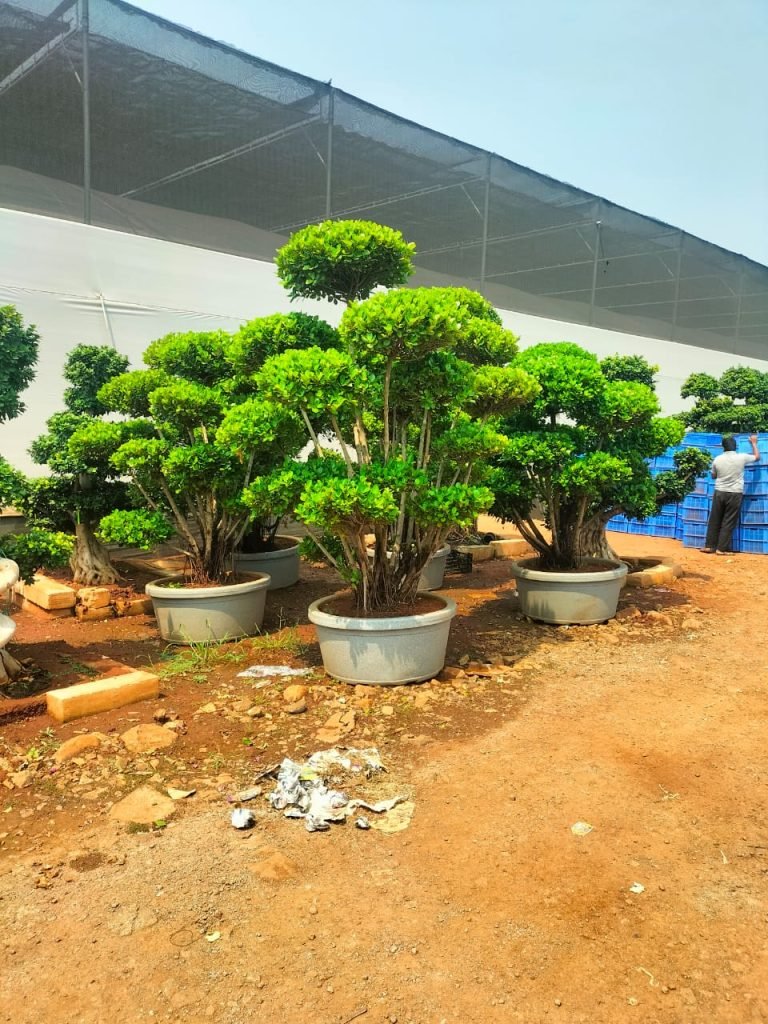 Bagwani Nursery in Saharanpur wholesale Plant Nursery