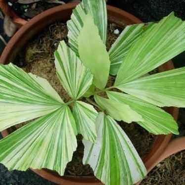 Beautiful Variegated Clumping Fish Tail Palm - Caryota Mitis Variegata ...