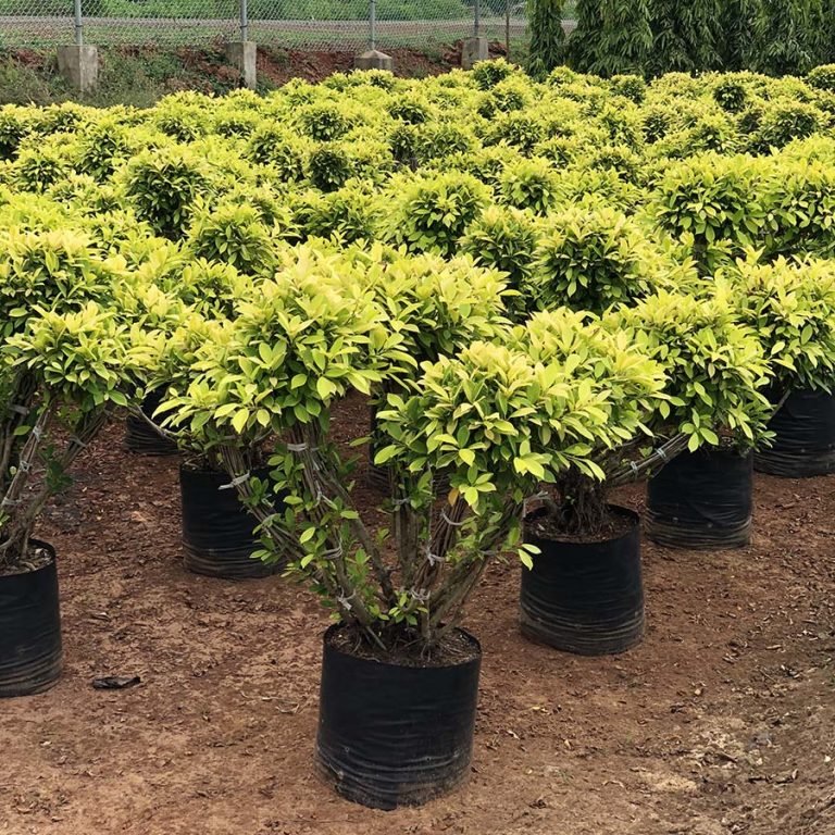 Ficus Panda Multiheads - Bagwani Nursery-India's Largest Online ...