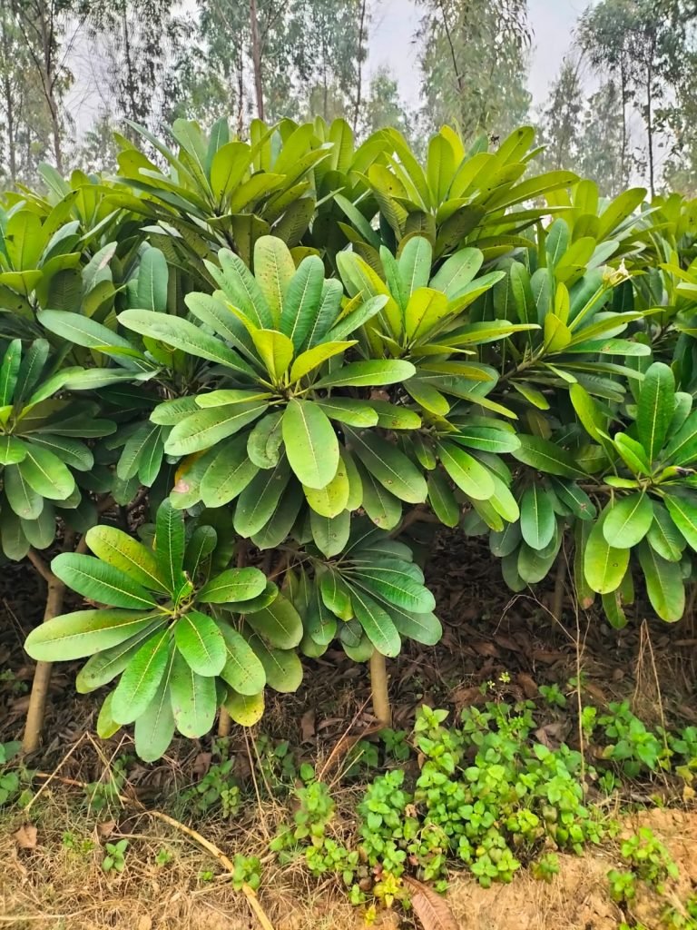 wholesale plant nursery