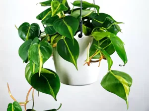 Philodendron Brasil