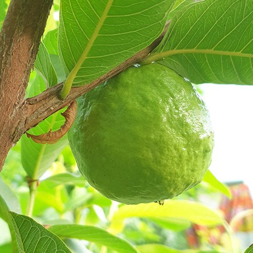 Safeda Guava Plant - Bagwani Nursery-India's Largest Online Wholesale ...