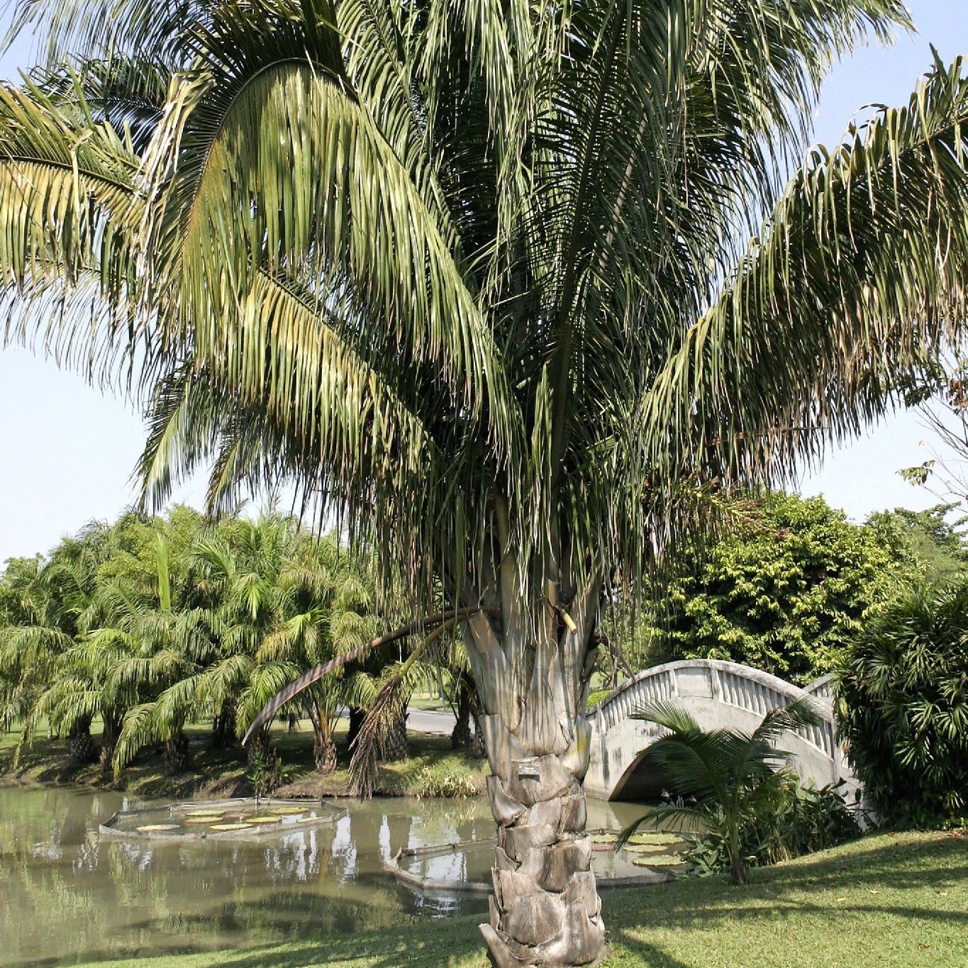 Beautiful Attalea cohune Palm Plant - Add Exotic Charm to Your Garden ...