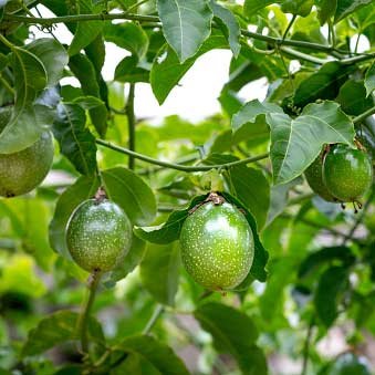 Passion Fruit (Krishna Fal) Plant - Bagwani Nursery-India's Largest