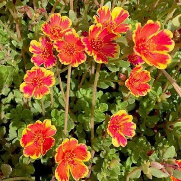 Portulaca, 10 O Clock (Sunrise) - Plant - Bagwani Nursery-India's ...