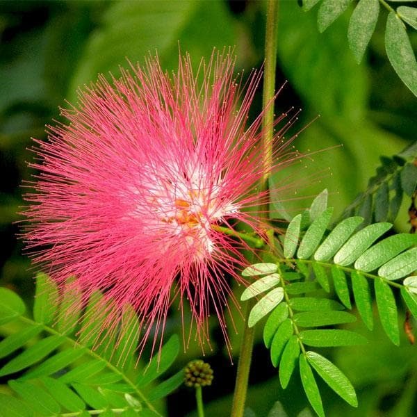 Albizia saman, Rain Tree, Gulabi Siris - Plant - Bagwani Nursery-India ...