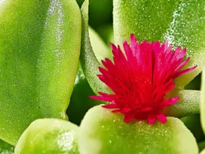 Buy Aptenia, Sun Rose Plant at Wholesale Price
