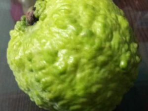 Thai Guava, Grafted Guava, Amrud- Plant