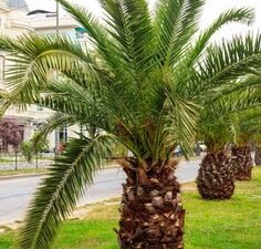 Pygmy Date Palm | Phoenix Roebelenii | Dwarf Date Palm Tree | Buy At Wholesale Price | Bagwani Nursery