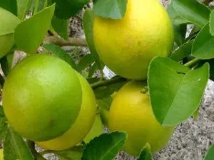 Mosambi, Sweet Lime (Grafted)  Plant