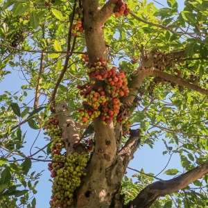 Cluster fig, Gular Tree