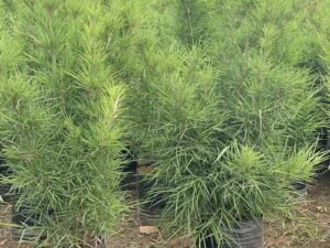 Blue Pine Bamboo