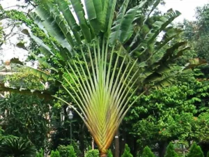 Travellar Palm, Ravenala madagascariensis