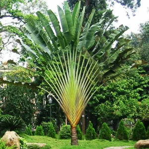 Travellar Palm, Ravenala madagascariensis