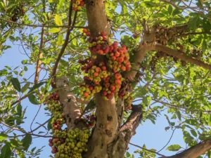 Cluster fig, Gular Tree