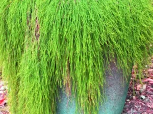 Hanging Casuarina Plant