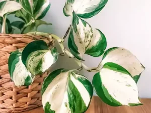 Manjula Pothos, Variegated Money plant/Exotic Money Plant