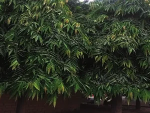 Umbrella Ashoka Tree (Saraca asoca) Plant