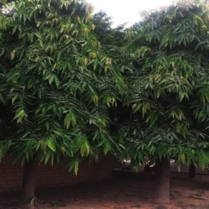 Umbrella Ashoka Tree (Saraca asoca) Plant