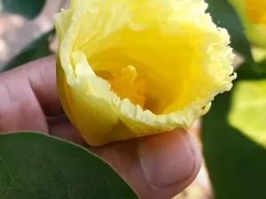 Paras peepal, Thespesia populnea, Indian Tulip Tree
