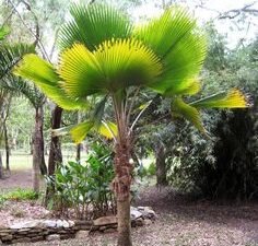 Fiji Fan Palm | Pritchardia Pacifica | Buy At Wholesale Price | Bagwani Nursery