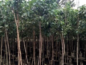 Ficus Religiosa, Peepal Tree