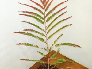 Rare Red Amla, Indian Gooseberry Phyllanthus emblica Plant