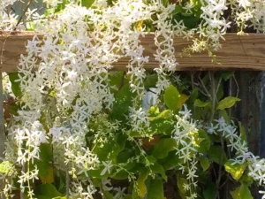 White Petrea Volubilis Plant (Nilmoni Lata) , Sandpaper vine