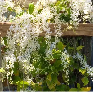 White Petrea Volubilis Plant (Nilmoni Lata) , Sandpaper vine