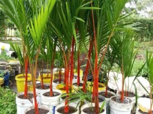 Latania lontaroides Lontaroides | Red Latan Palm | Best for For Landscapers/Lawn Owners | Buy At Wholesale Price | Bagwani Nursery