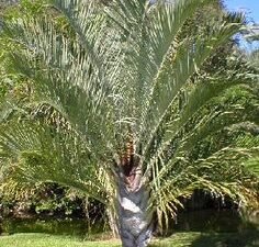Triangle Palm | Dypsis Decaryi | Neodypsis Decaryi | Buy At Wholesale Price | Bagwani Nursery