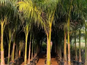 Royal Bottle Palm in gajraula Tree | Roystonea Regia | Wholesale Price | For Landscapers/Lawn Owners/ House Garden