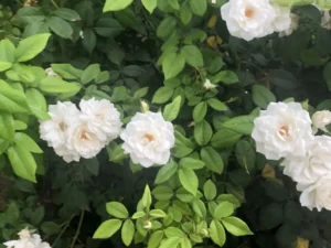 Creeper, Climber Rose Plant (White)