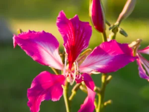 Bauhinia Blakeana, Orchid Tree, kachnar Plant
