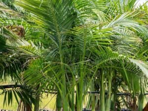 Alexandra Palm Tree | King Palm | Archontophoenix Alexandrae | Buy At Wholesale Price | Bagwani Nursery
