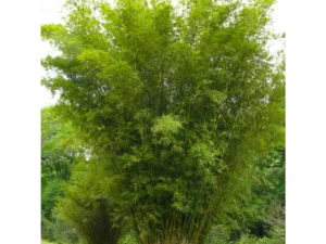Multiplex Bamboo (Bambusa multiplex)