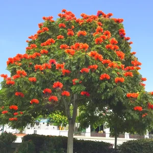 Spathodea Campanulata (African Tulip Tree)