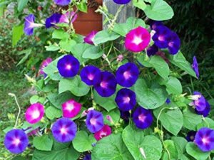 Morning Glory Plant | Ipomoea Plant