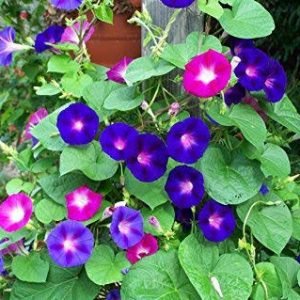 Morning Glory Plant | Ipomoea Plant