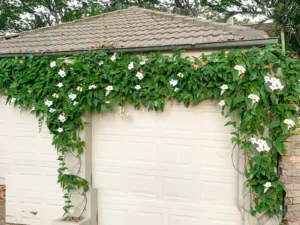 Thunbergia grandiflora alba (White)