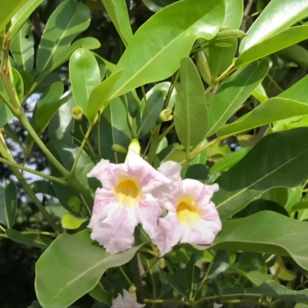 Tabebuia Pallida Plant | Pink Trumpet Tree