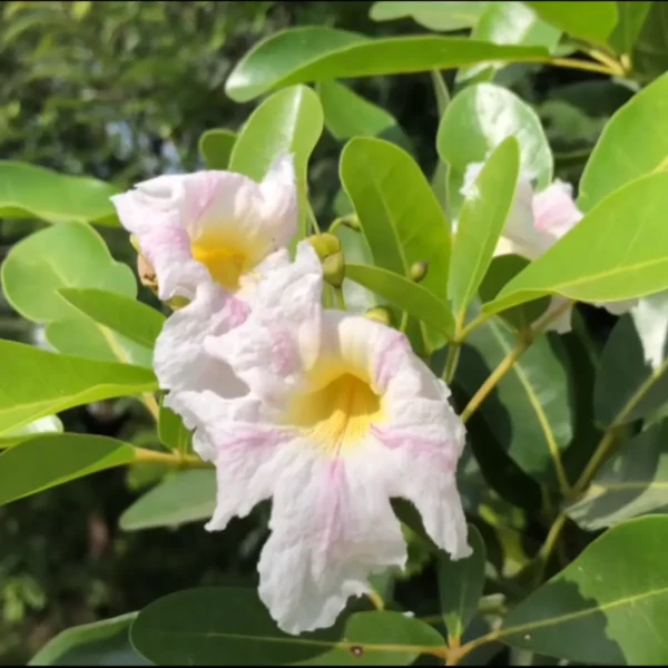 Tabebuia Pallida Plant | Pink Trumpet Tree