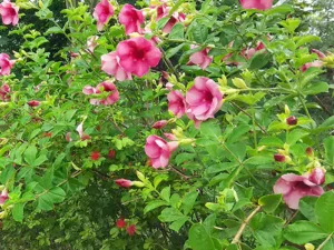 Allamanda Creeper Purple, Pentalinon Luteum