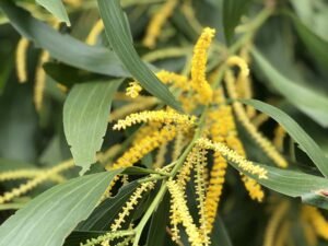 Acacia Auriculiformis