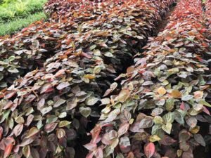 Acalypha Wilkesiana