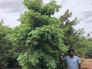 Adansonia Digitata