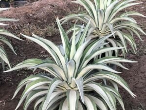 Agave americana