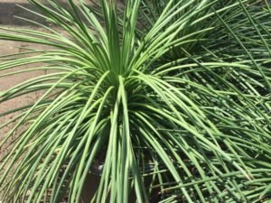 Agave geminiflora